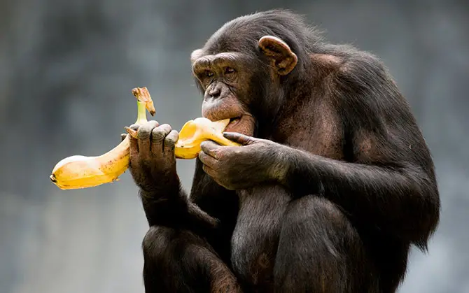 Chimpanzé Se Alimentando 