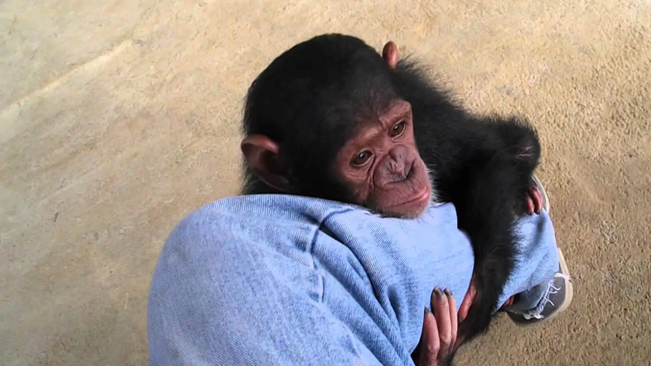 Chimpanzé Segurando as Pernas do Dono 