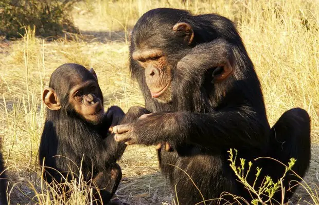 Chimpanzé e Filhote 