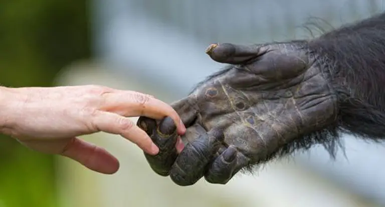 Chimpanzé e Homem Com as Mãos Dadas 