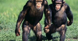 Chimpanzés Andando de Mãos Dadas