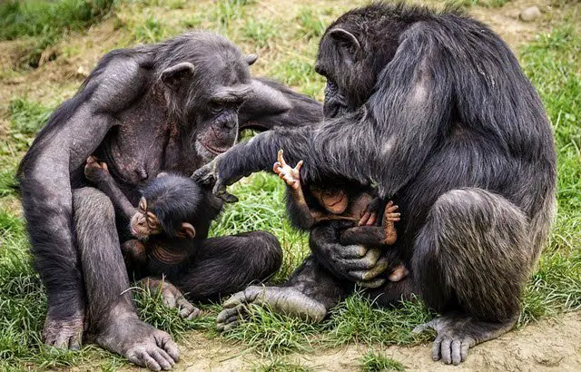 Chimpanzés Com Seus Filhotes 