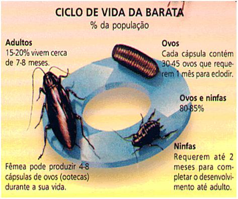 Ciclo De Vida Da Barata