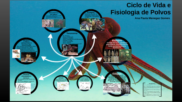 Ciclo De Vida Do Polvo