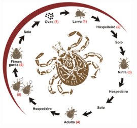 Ciclo Evolutivo do Carrapato