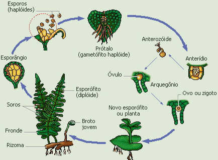 Ciclo Metagênico 