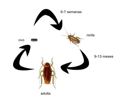 Ciclo Reprodutivo das Baratas