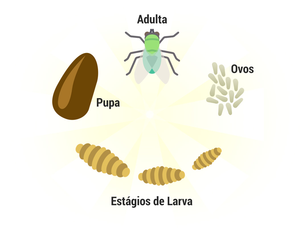 Ciclo de Vida das Moscas