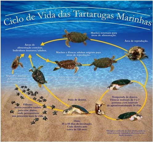 Ciclo de Vida das Tartarugas Marinhas