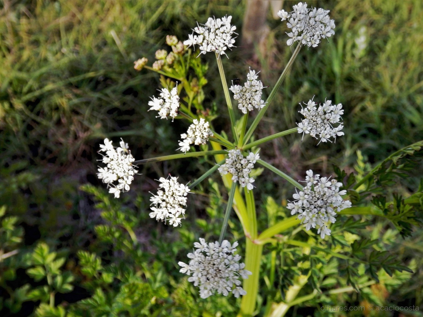 Cicuta