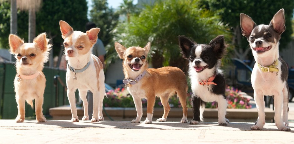 Cinco Chihuahuas Juntos 