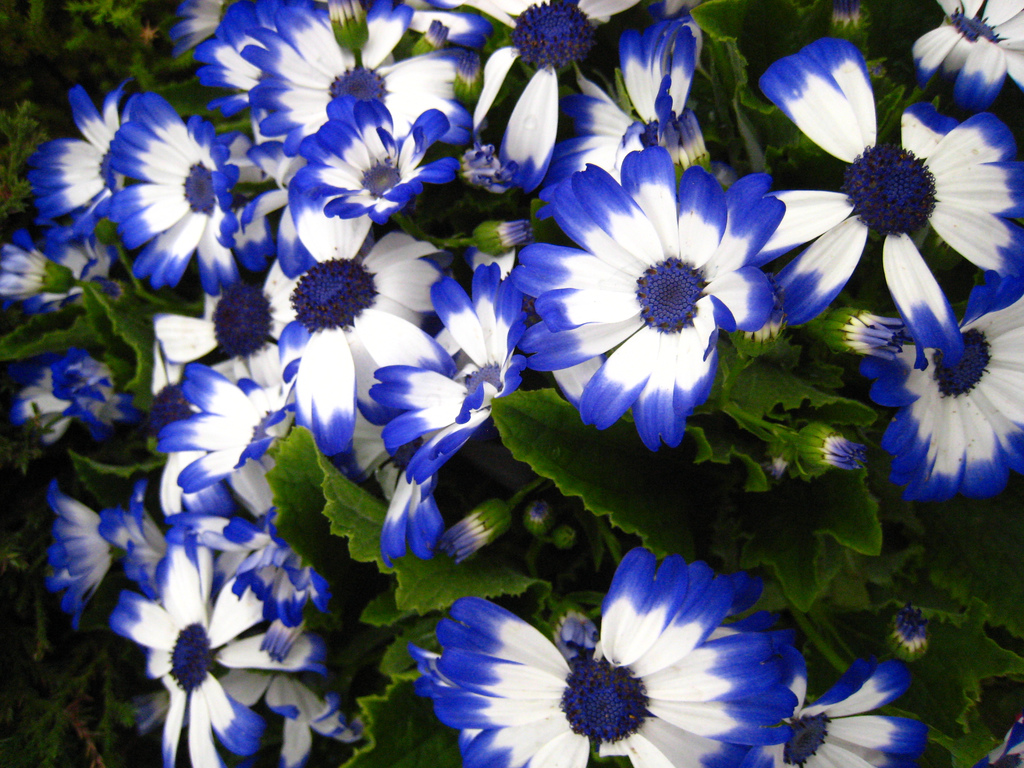 Cineraria Flor Como Plantar, Germinar e Fazer Mudas