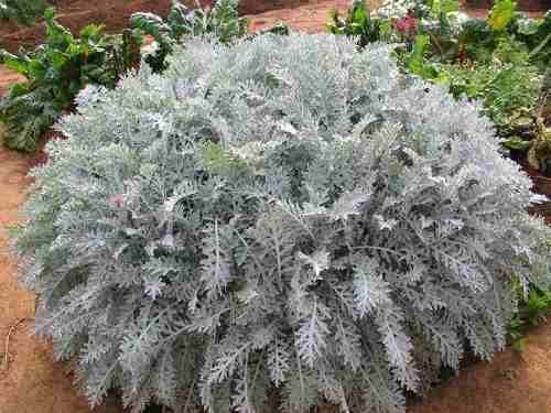 Cineraria Marítima É Venenosa? Ela É Perigosa ao Homem?