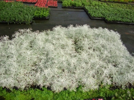 Cineraria Marítima no Jardim 