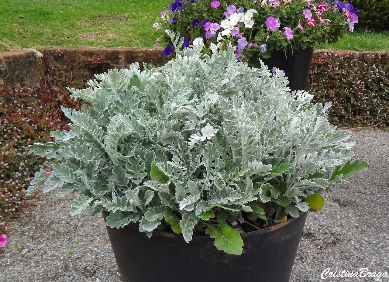 Cineraria Marítima no Vaso no Jardim 