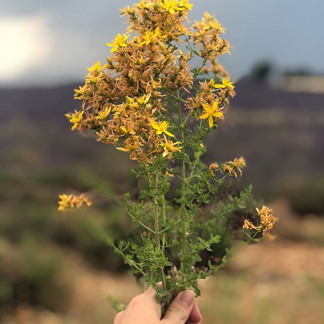 Cinerária Gibbosa