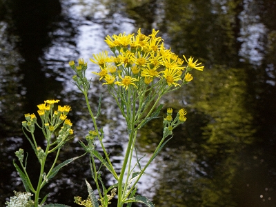 Cinerária Paludosa