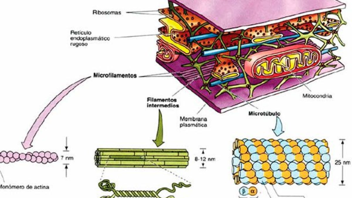 Citoesqueleto - Função e Componentes 