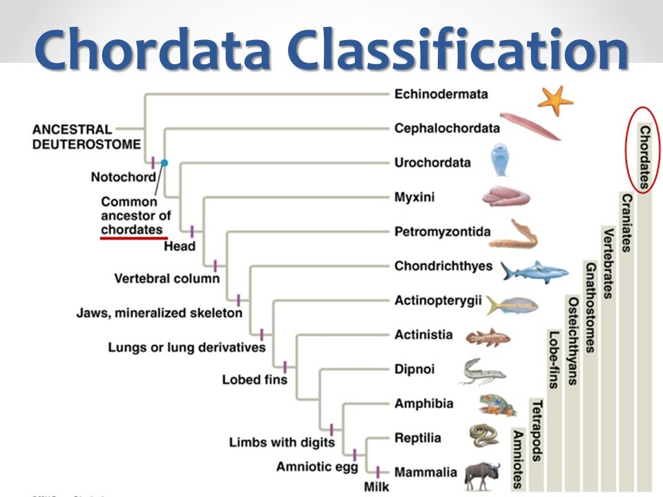 Classificação Chordata