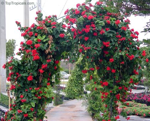 Clerodendro Como Enfeite na Passarela do Jardim