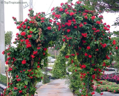 Clerodendro Como Enfeite na Passarela do Jardim 