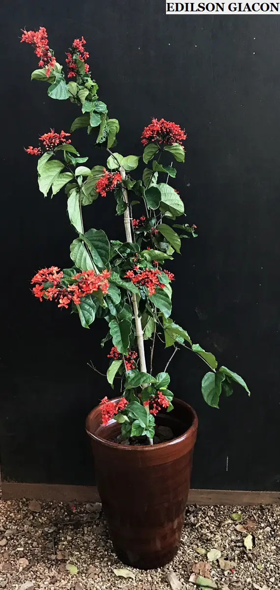 Clerodendro-Vermelho no Vaso 