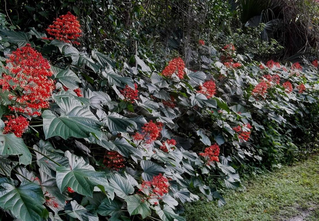 Clerodendrum no Jardim 