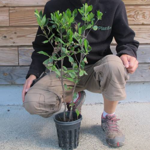 Clethra Alnifolia no Vaso