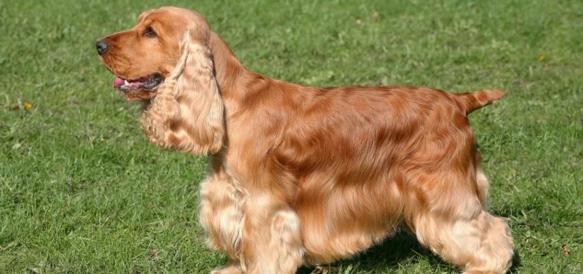 Cocker Spaniel