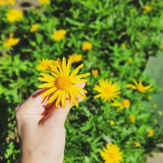 Colhendo Coreopsis Lanceolata