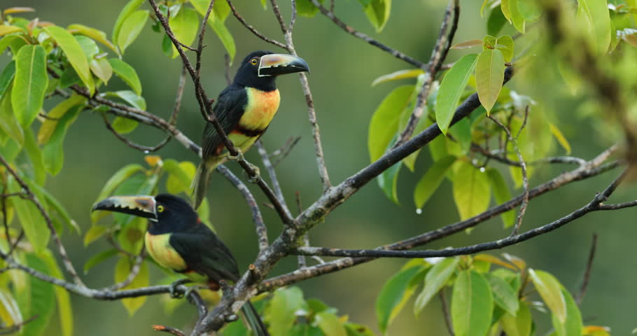 Comportamento do Araçari-de-Pescoço-Preto