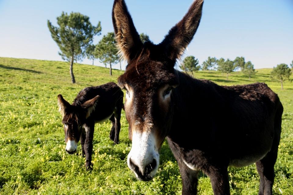 Burro Curiosidades e Fatos Interessantes Sobre o Animal