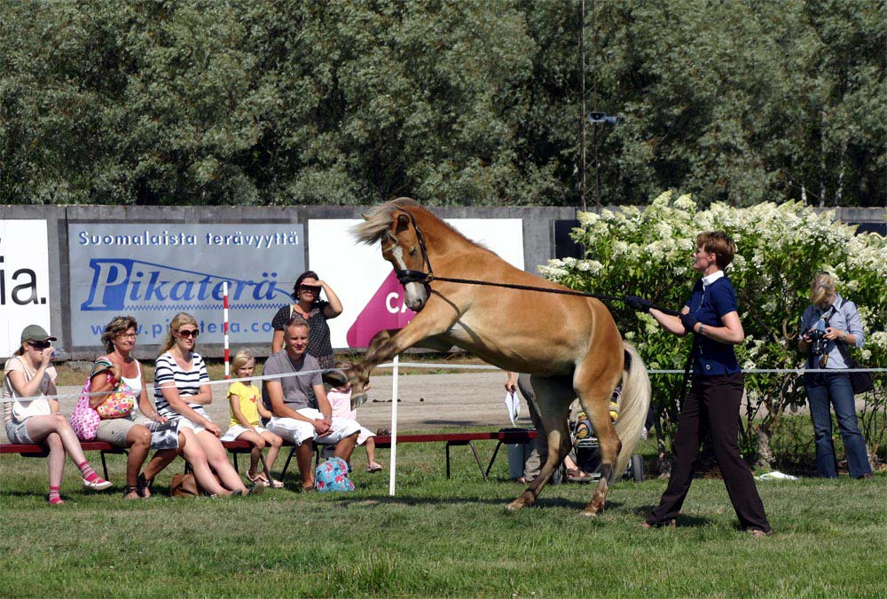 Comportamento do Cavalo Finlandês