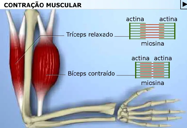 Contrações Musculares