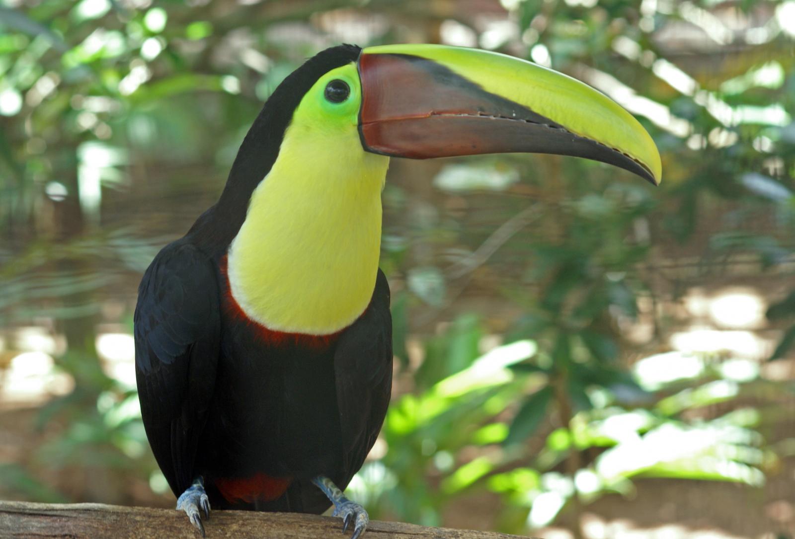 Cor do Tucano com Mandíbula Castanha