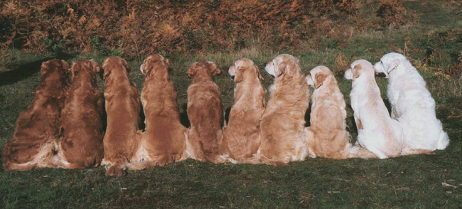 Cores do Golden Retriever