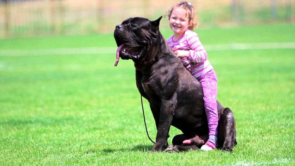 Criança Brincando com Cane Corso