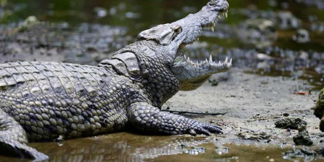 Tem Crocodilo No Brasil? Se Sim, Onde Eles Ficam? | Mundo Ecologia