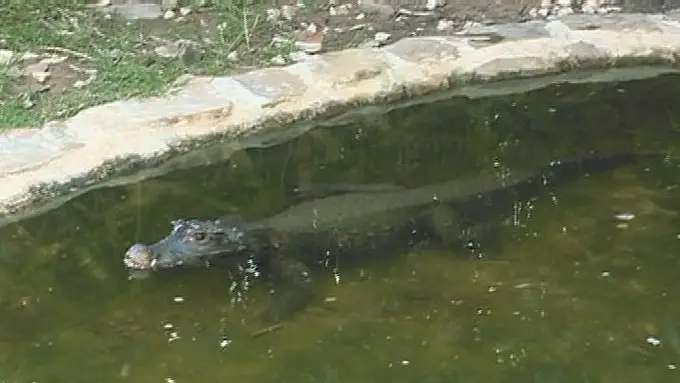 Crocodilo Anão Africano Nadando no Lago