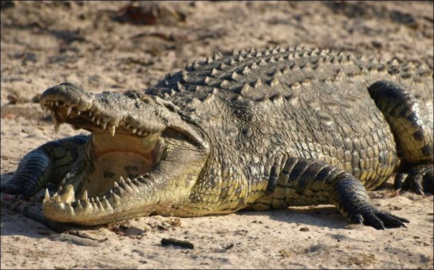 Crocodilo Com a Boca Aberta 