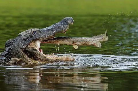 Crocodilo Comendo Peixe 