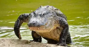 Crocodilo Saindo da Água