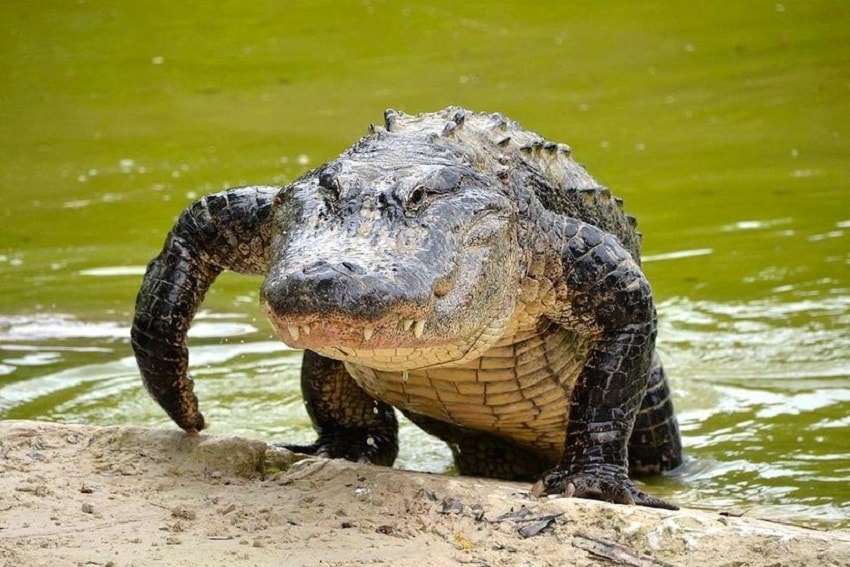 Crocodilo Saindo da Água 