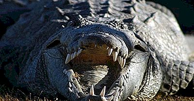 Crocodilo-do-Orinoco Com a Boca Aberta 