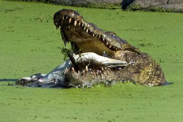 Crocodilo-do-Orinoco Devorando Filhote