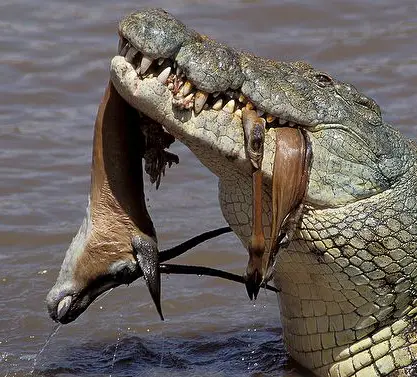 Crocodilo se Alimentando 