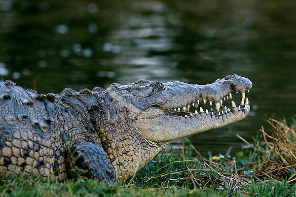 Crocodylus Acutus