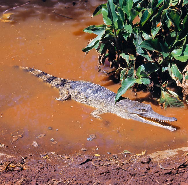 Crocodylus Cataphractus