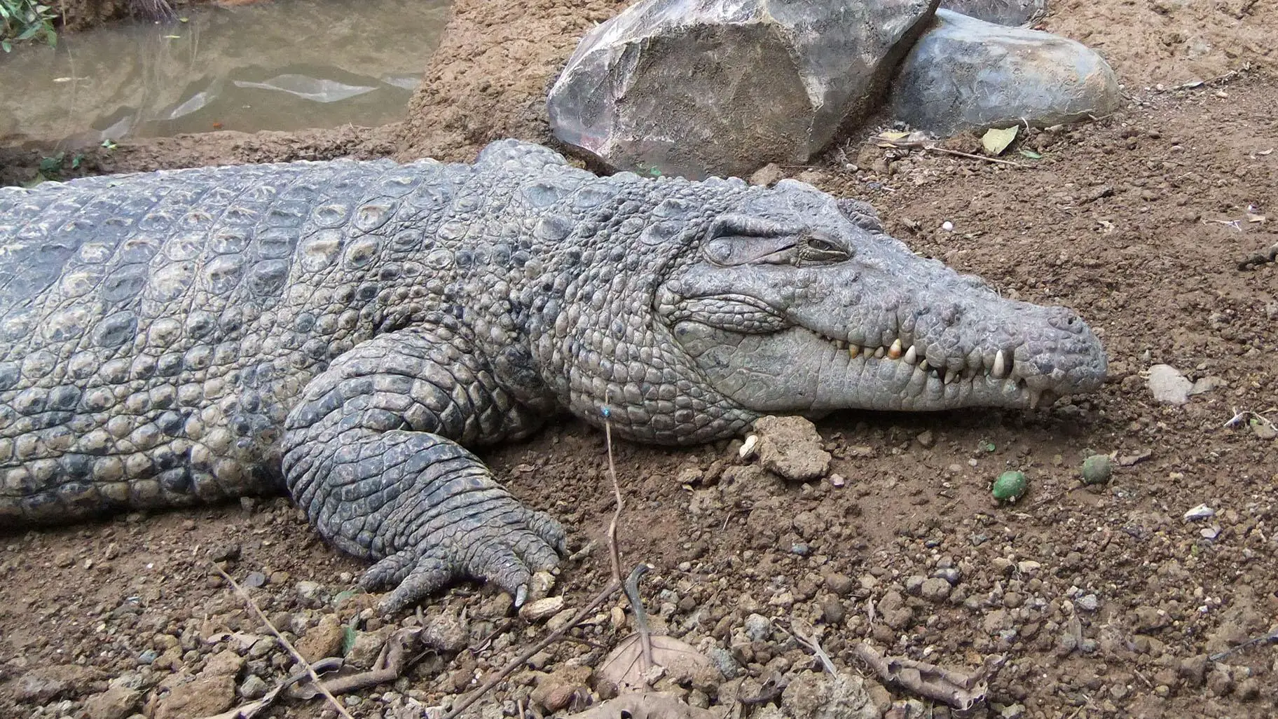 Crocodylus Halli