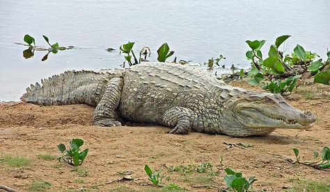 Crocodylus Intermedius